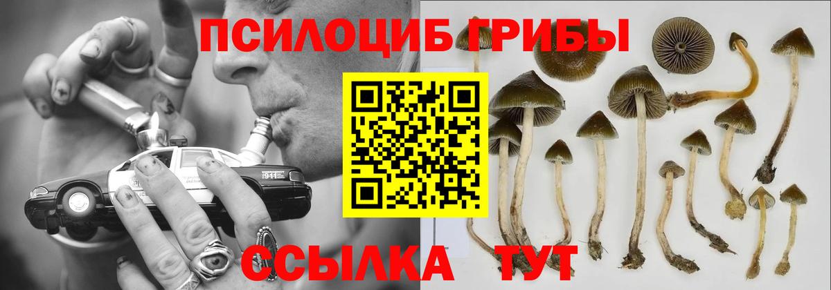 Галлюциногенные грибы Psilocybe Воронеж